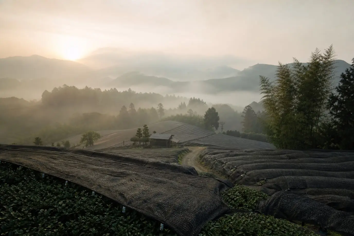 Des champs de thé ombragés sous la brume à l’aube, à Uji au Japon
